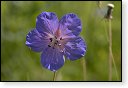 bloemen bloem hdr natuur flora roos rozen tulp tulpen orchidee orchideeen zonnebloem geranium cannabis marihuana wiet hennep sativa indica